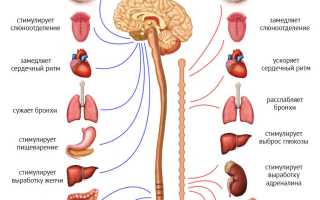 Как лечить ВСД (вегетососудистая дистония) раз и навсегда