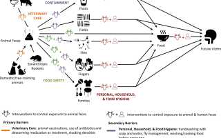 Вертикальный путь передачи инфекции. Это как, примеры