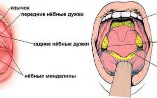 Горло здорового человека: фото, заболевания горла и гортани