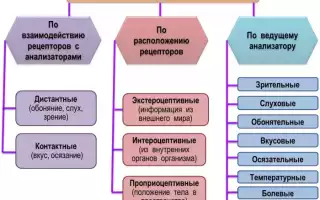 Ощущения в психологии: что это, виды, свойства, классификация, закономерности, пороги, слуховые, зрительные, интероцептивные, экстероцептивные, контактные
