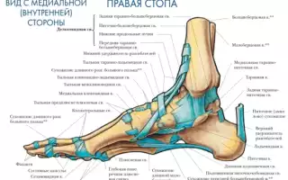 Боль в пятке. Что это может быть и как лечить: при ходьбе, наступании, в покое с внутренней стороны, по утрам или после отдыха, сна. Причины и лечение