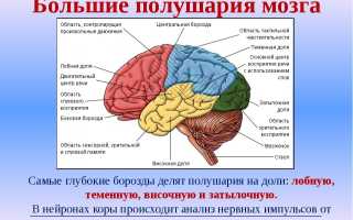 Кора больших полушарий. Гистология головного мозга, функции, строение