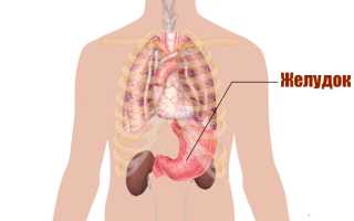 Желудок у человека. Где находится, анатомия, функции, фото, как болит