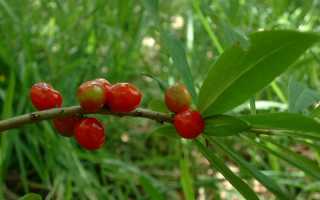 Волчья ягода: фото и описание, как выглядит черная, красная, белая, польза и вред плодов, листьев, симптомы отравления