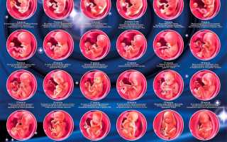 Стадии эмбрионального развития человека по неделям. Фото