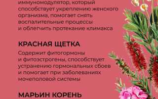 Боровая матка и красная щетка — лечебные свойства и как принимать