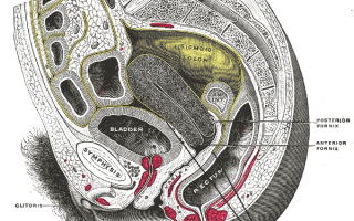 Дугласово пространство в анатомии. Что это, где находится, переднее и заднее, топография, границы, жидкость, метастаз, абсцесс