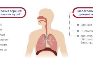 Верхние дыхательные пути. Что это такое, что включают в себя, анатомия, функции, болезни, лечение