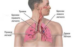 Бронхи. Где находятся у человека, фото, что это такое, строение, функции