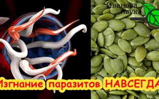 Народное средство от глистов у детей. Тыквенные семечки, полынь, чеснок, мед, лук, касторка