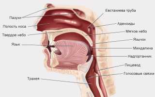 Носоглотка. Строение, фото в разрезе, функции, анатомия
