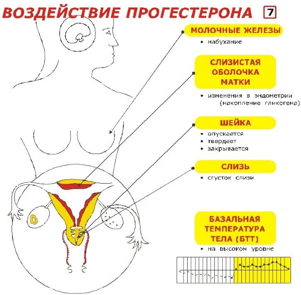 Праджисан (Pragisan) 200 при беременности на ранних, поздних сроках, для чего назначают