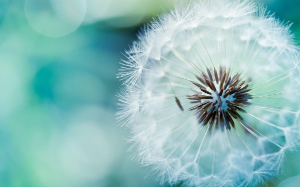 Аллергический кашель у ребенка. Симптомы и лечение. Народные средства, препараты в таблетках, сиропы