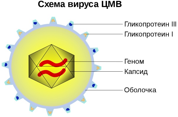Антитела к цитомегаловирусу igg/igm положительный/отрицательный обнаружены. Норма у ребенка, женщин, мужчин