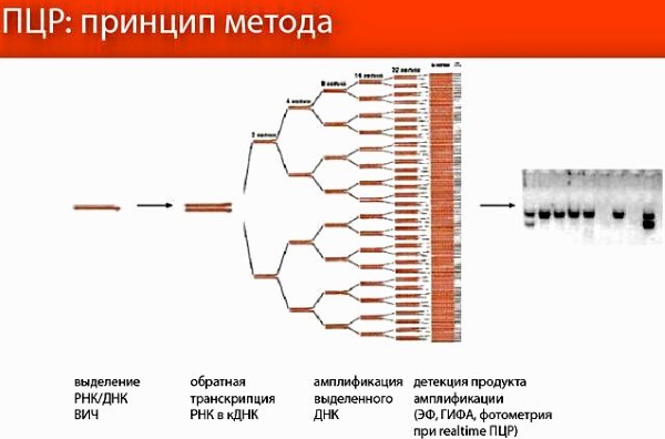 Антитела к цитомегаловирусу igg/igm положительный/отрицательный обнаружены. Норма у ребенка, женщин, мужчин