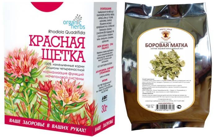 Боровая матка и красная щетка - лечебные свойства и как принимать