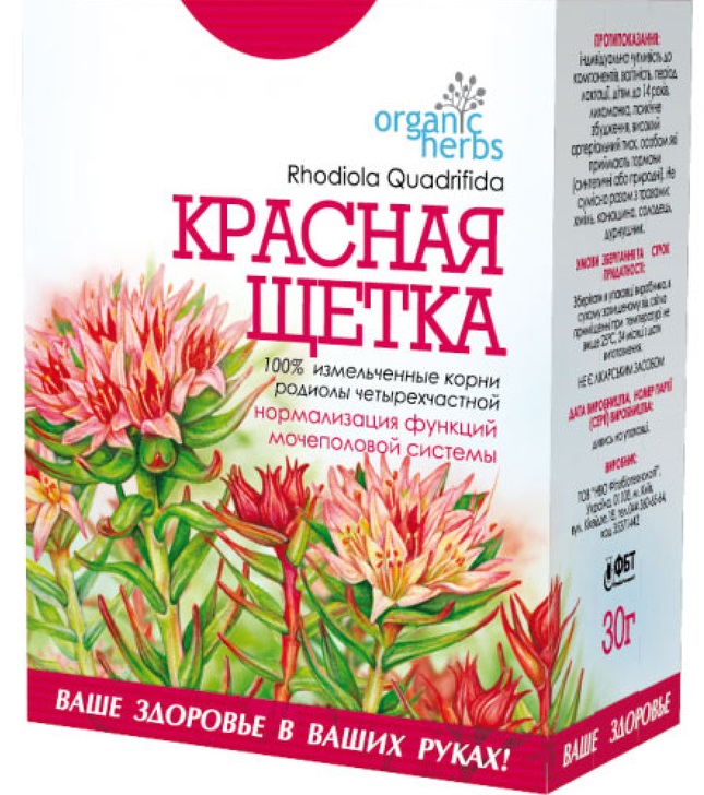 Боровая матка и красная щетка - лечебные свойства и как принимать