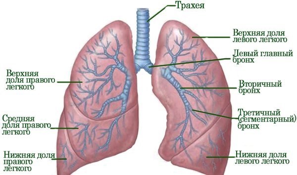 Фиброзные изменения в легких. Что это, причины, фото диффузные, локальные, после пневмонии, послеоперационные. Как лечить