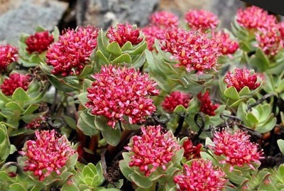 Фитоэстрогены для женщин после 40-50. Препараты, в продуктах питания и травах, таблетках, растения при климаксе, при остеопорозе, при менопаузе. Список, рейтинг