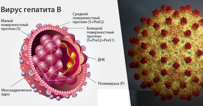 Гепатит B и C: симптомы, анализы, лечение