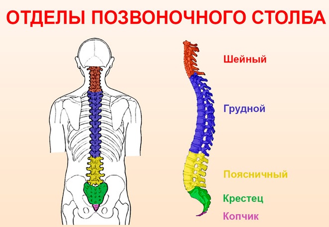 Грыжа позвоночника секвестрированная. Лечение, виды, симптомы, операция по удалению