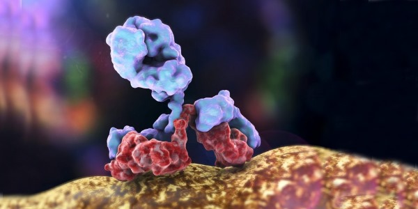 Иммуноглобулин Е человеческий: норма при беременности, у детей, взрослых. Причины повышенного уровня, лечение