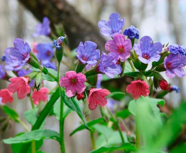 Как обработать пролежни народными средствами, камфорным спиртом, марганцовкой в домашних условиях