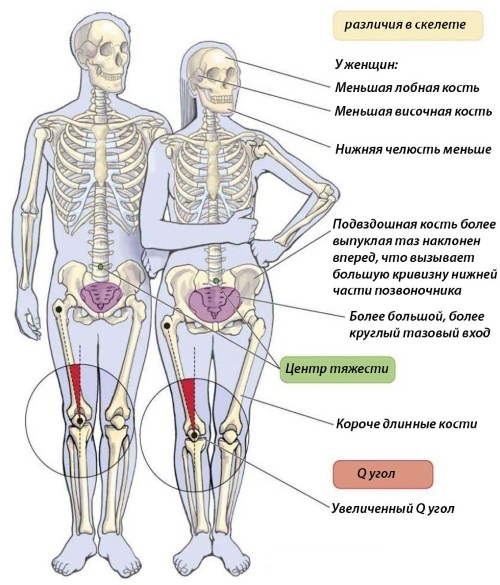 Как устроен женский организм. Анатомия, фото