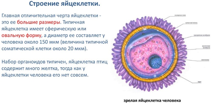 Как устроен женский организм. Анатомия, фото