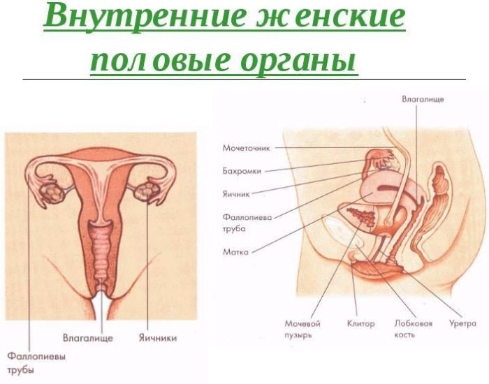 Как устроен женский организм. Анатомия, фото
