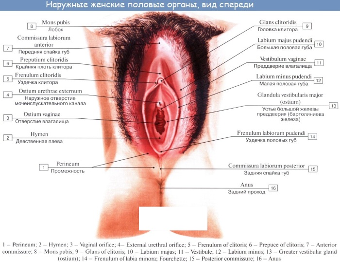 Как устроен женский организм. Анатомия, фото
