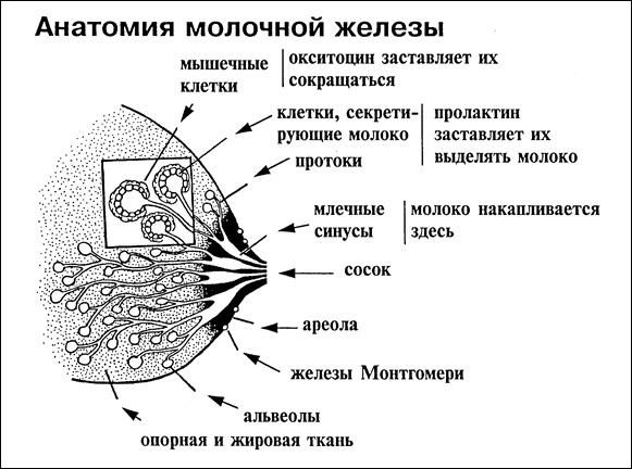 Как устроен женский организм. Анатомия, фото