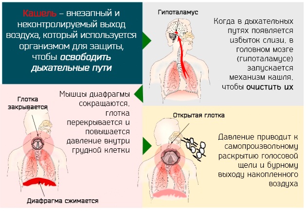 АЦЦ (ACC) шипучие таблетки. Цена, инструкция по применению для детей, взрослым
