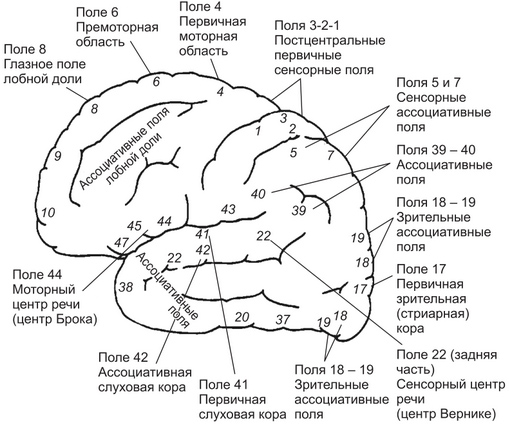 Кора больших полушарий. Гистология головного мозга, функции, строение