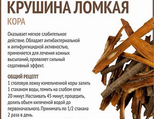 Кора крушины: лечебные свойства, польза для похудения, от запора, для здоровья женщин. Рецепты, как готовить отвар и принимать, противопоказания
