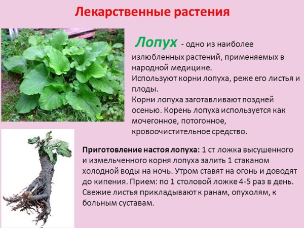 Корень лопуха. Полезные свойства, рецепты для волос, похудения, при онкологии, диабете. Как приготовить и принимать настойку, противопоказания