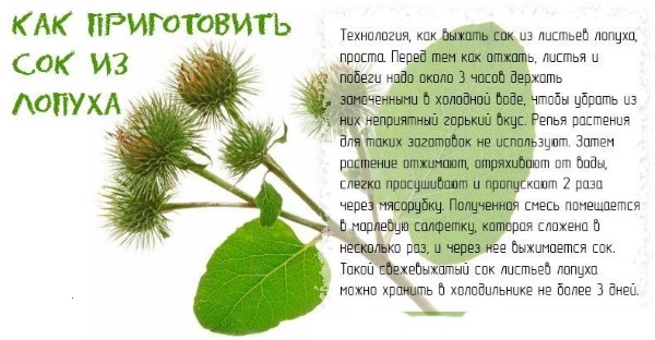 Корень лопуха. Полезные свойства, рецепты для волос, похудения, при онкологии, диабете. Как приготовить и принимать настойку, противопоказания