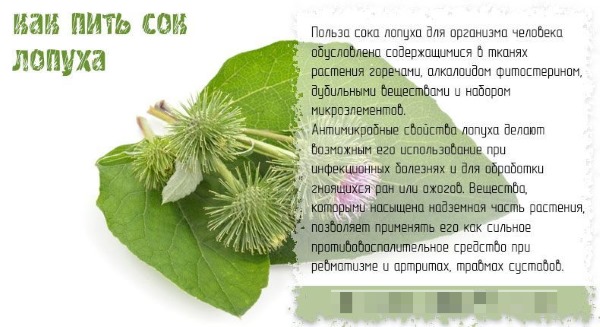 Корень лопуха. Полезные свойства, рецепты для волос, похудения, при онкологии, диабете. Как приготовить и принимать настойку, противопоказания