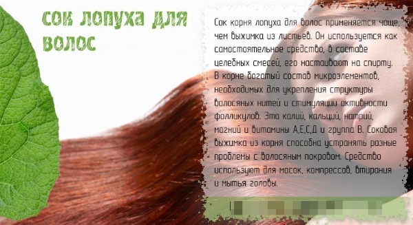 Корень лопуха. Полезные свойства, рецепты для волос, похудения, при онкологии, диабете. Как приготовить и принимать настойку, противопоказания