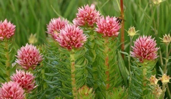 Лечебные свойства красной щетки, противопоказания. Инструкция по применению при климаксе, женских болезнях