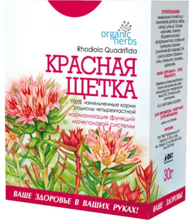 Лечебные свойства красной щетки, противопоказания. Инструкция по применению при климаксе, женских болезнях