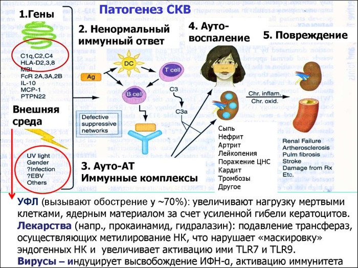 Красная волчанка. Что это за болезнь, симптомы, причины. Как передается, лечение
