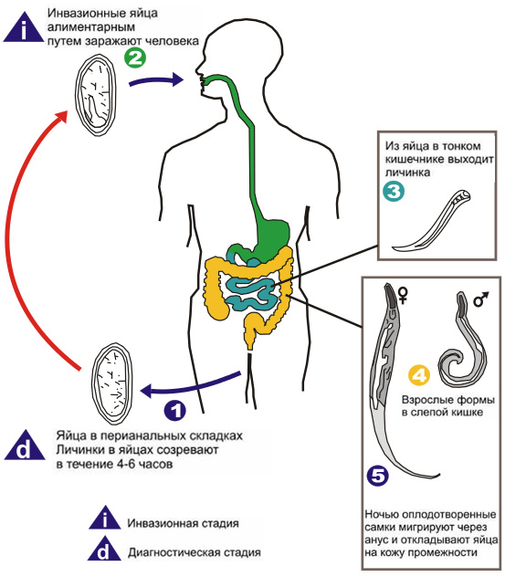 Острицы у детей. Симптомы и лечение, как выглядят, препараты, таблетки, народные средства