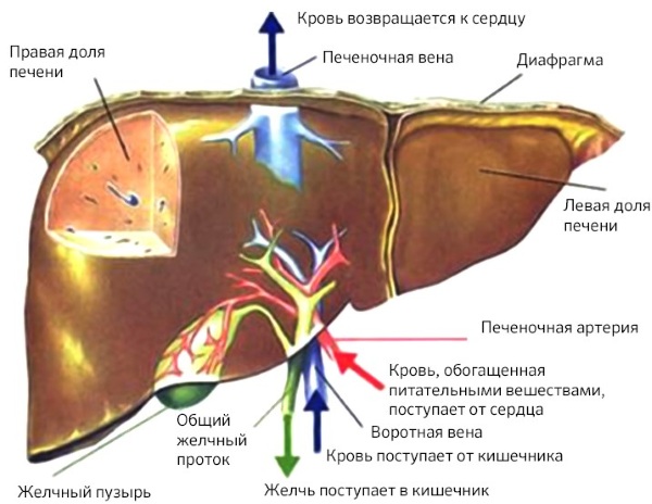Пальпация печени по Курлову. Методика, алгоритм, этапы проведения, норма