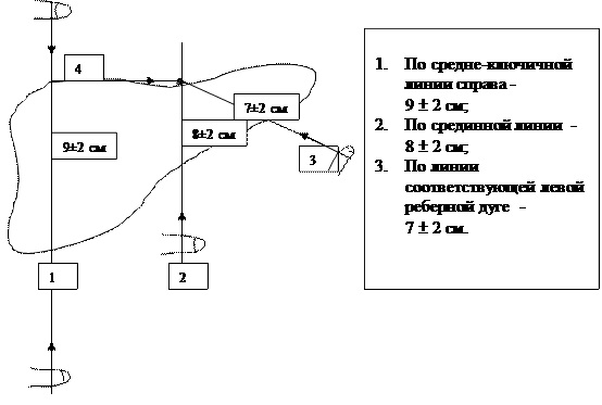 Пальпация печени по Курлову. Методика, алгоритм, этапы проведения, норма