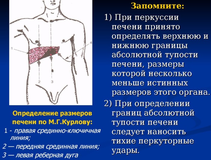 Пальпация печени по Курлову. Методика, алгоритм, этапы проведения, норма