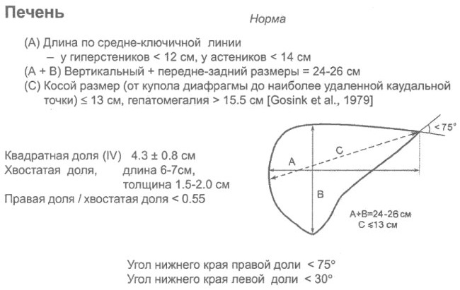Пальпация печени по Курлову. Методика, алгоритм, этапы проведения, норма