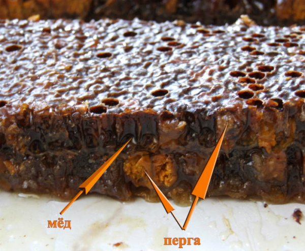 Перга пчелиная пыльца. Польза и вред, лечебные свойства для здоровья