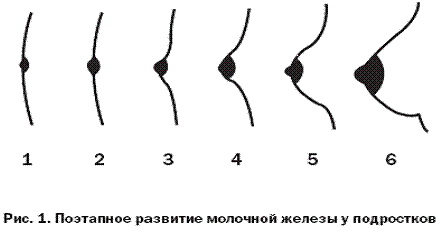 Почему у женщин маленькая грудь. Причины