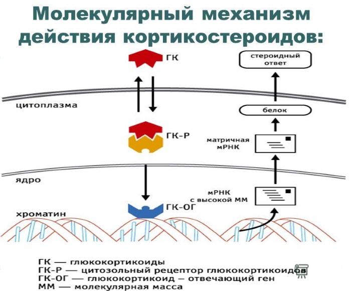 Красная волчанка. Что это за болезнь, симптомы, причины. Как передается, лечение